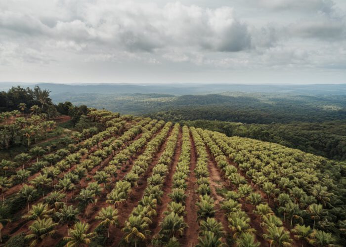 Le nouvel âge des fléaux du capitalisme. Les assauts de l’agro-industrie contre les forêts tropicales et l’émergence de nouvelles épidémies (IV)