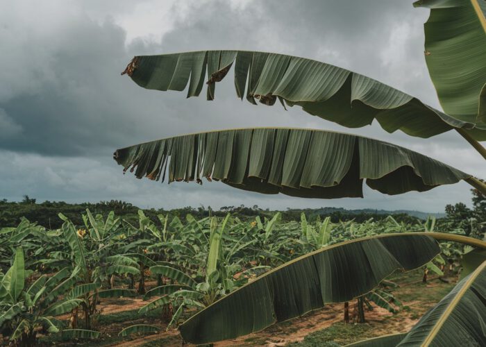 La bananisation des Antilles, histoire d’une colonisation agricole