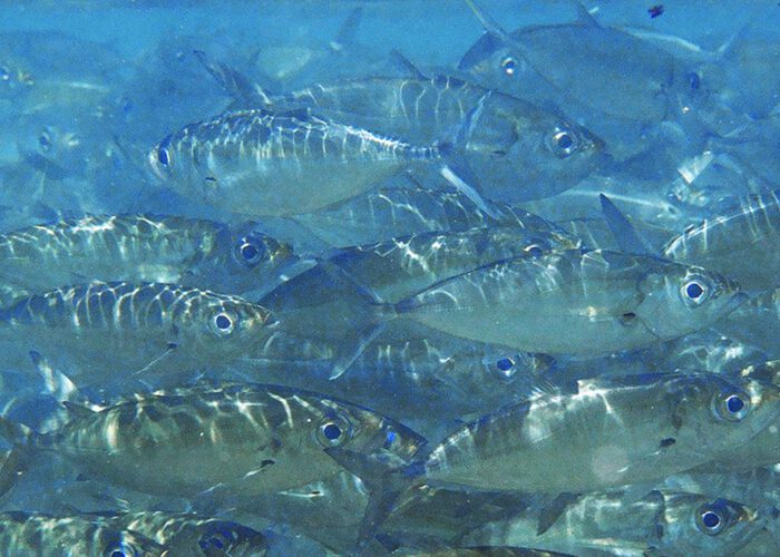 Les grandes migrations de poissons dans le monde sont en train de s'effondrer – c'est un problème pour des millions de personnes